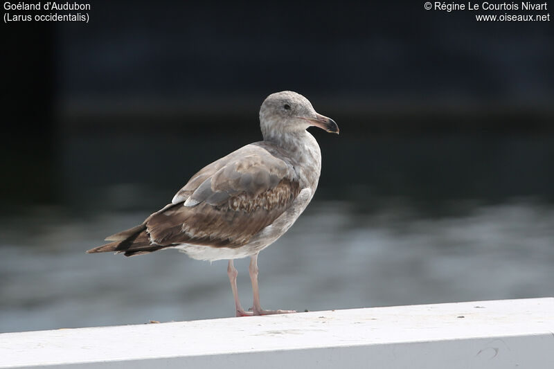 Goéland d'Audubonimmature