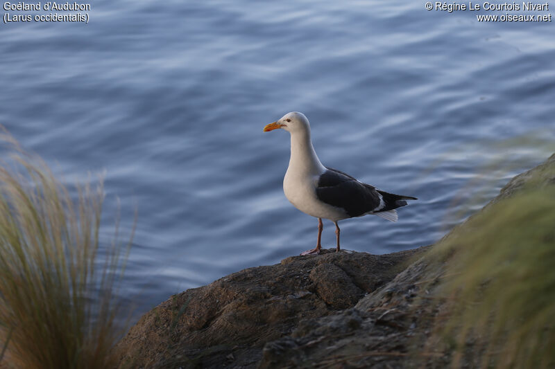 Goéland d'Audubon