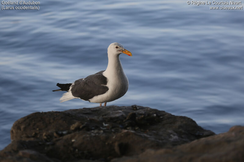 Western Gull