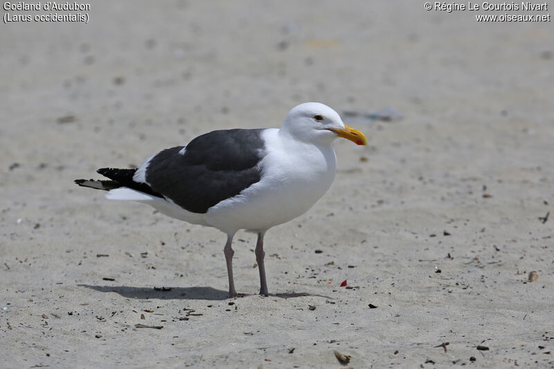 Western Gull