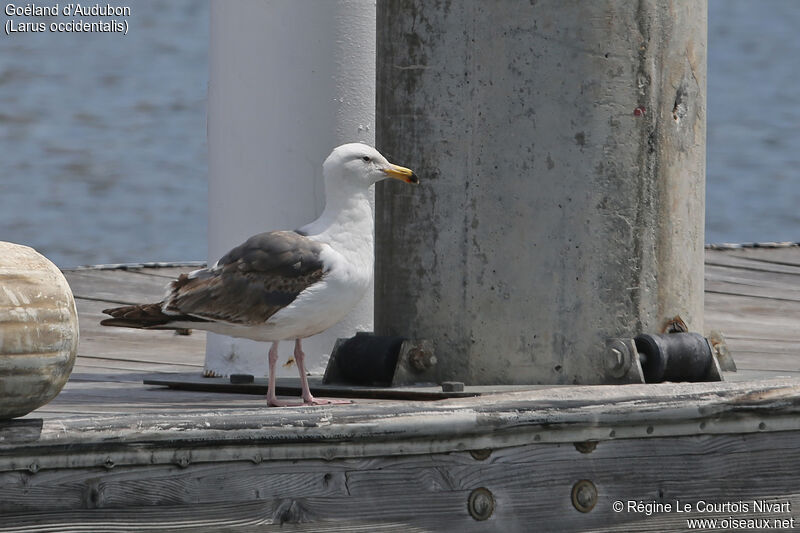 Western Gull