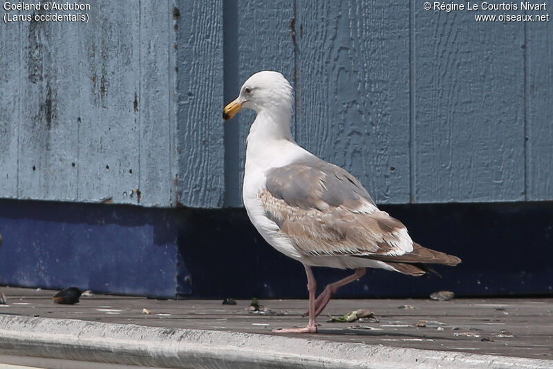 Western Gull