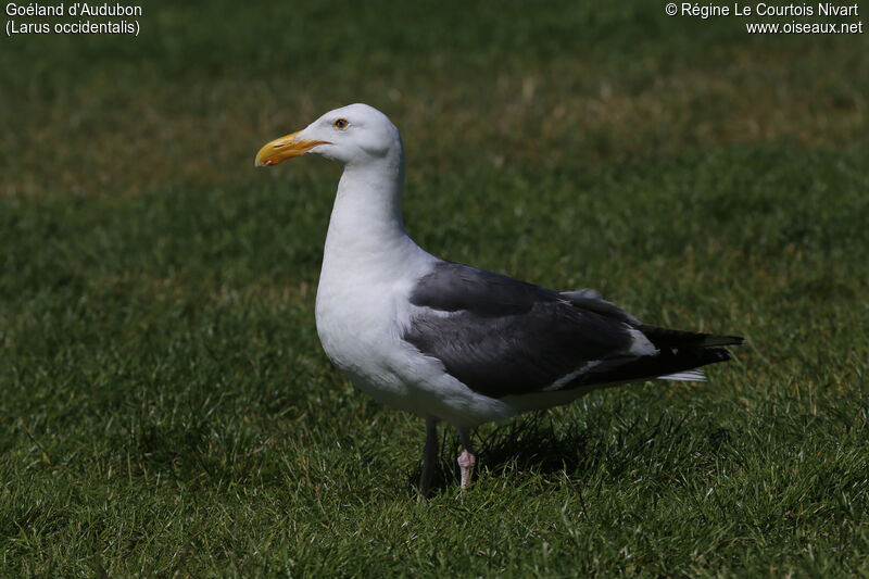 Goéland d'Audubon