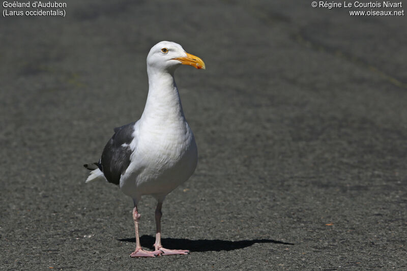 Goéland d'Audubon