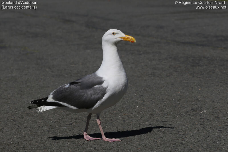 Western Gull