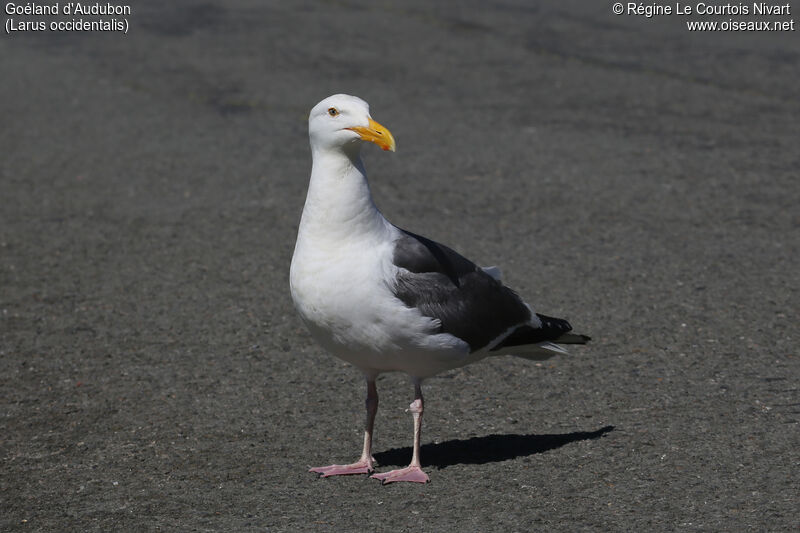 Western Gull