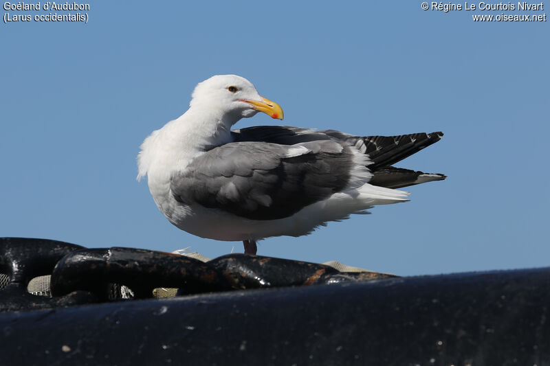 Goéland d'Audubon