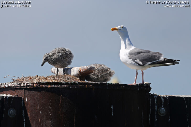 Western Gull