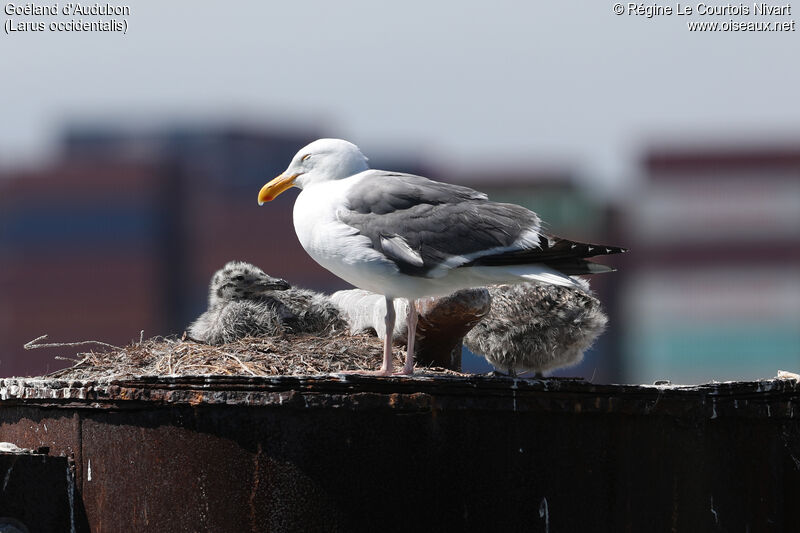 Western Gull