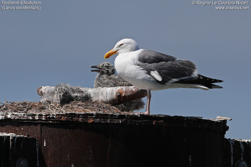 Western Gull