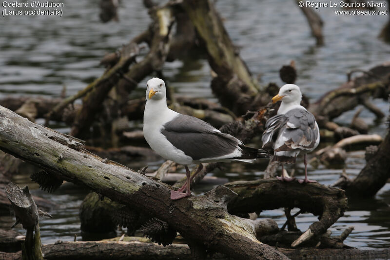 Western Gull