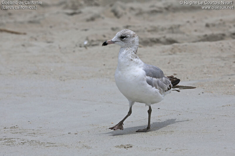 California Gull