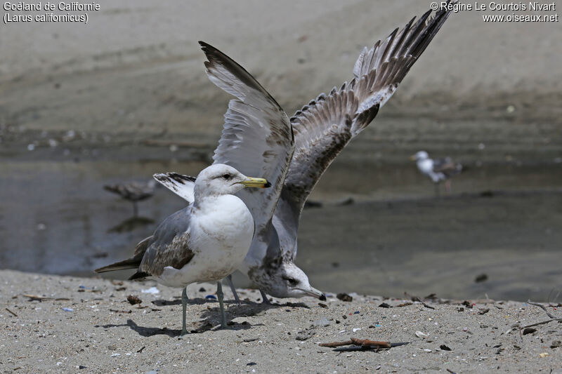 California Gull