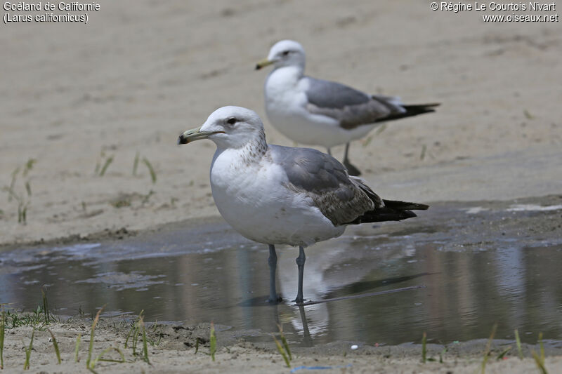 California Gull