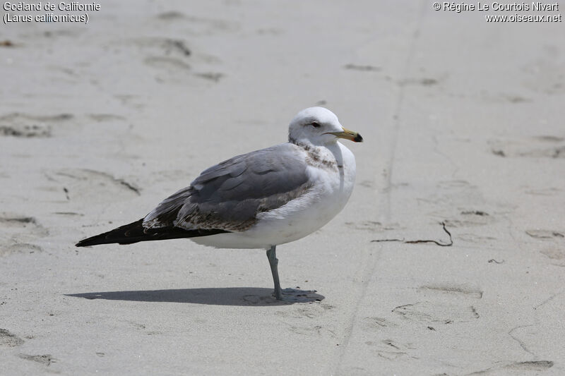 California Gull