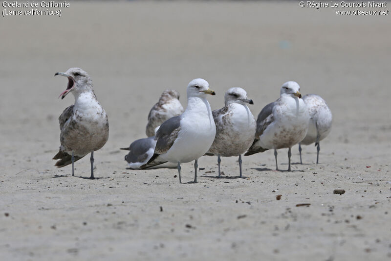 California Gull