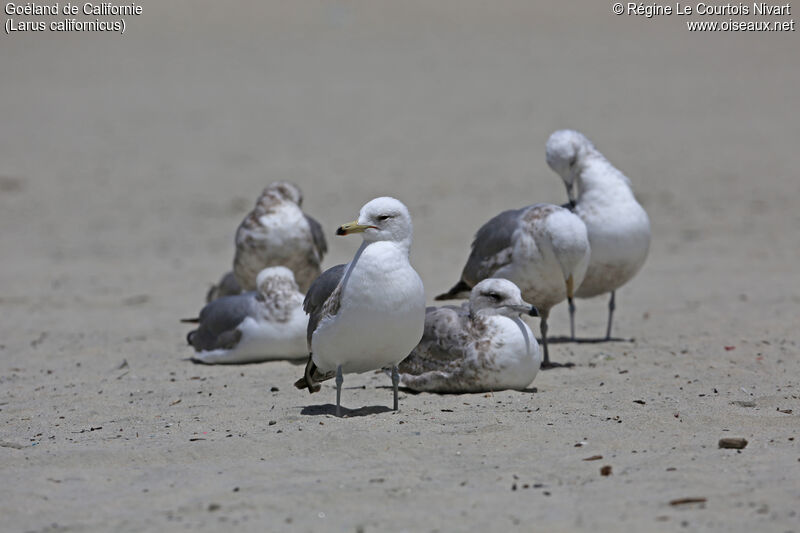 California Gull