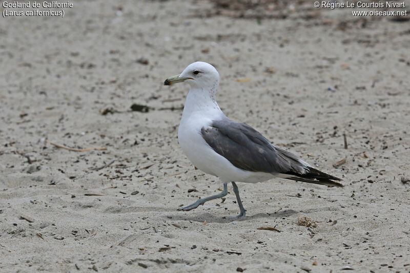 California Gull