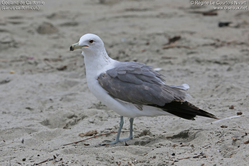 California Gull