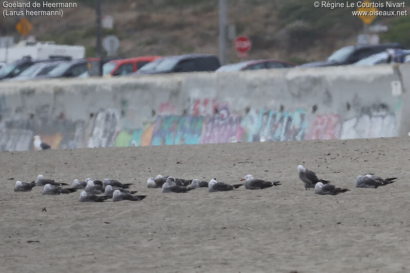 Heermann's Gull