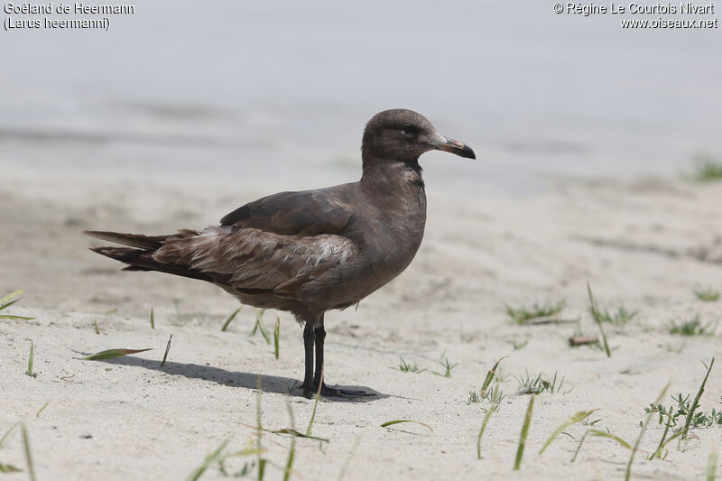 Heermann's Gull