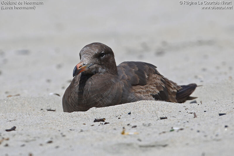 Heermann's Gull