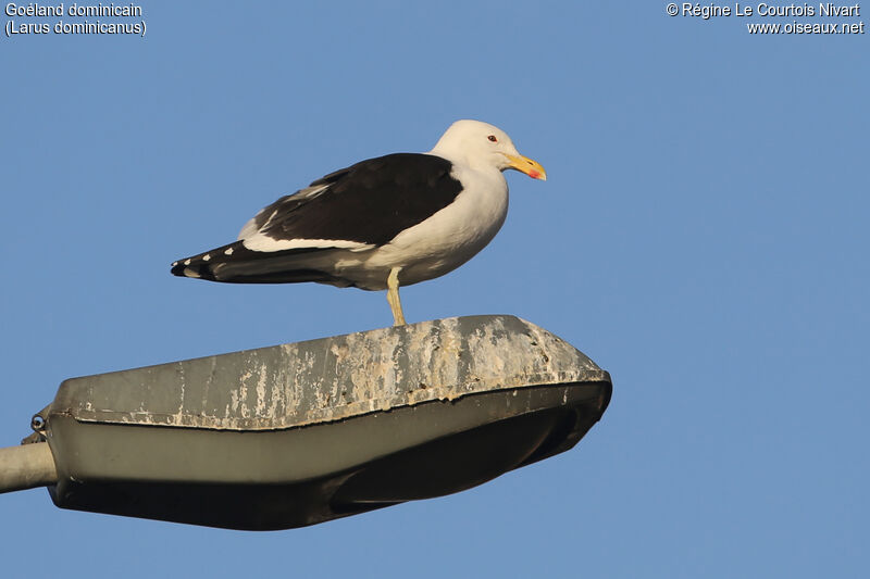 Kelp Gull