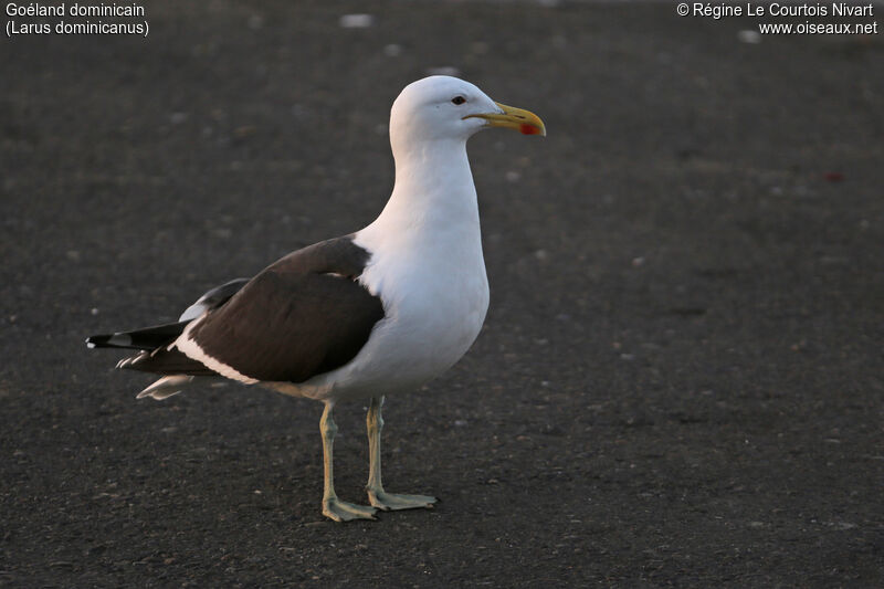 Kelp Gull