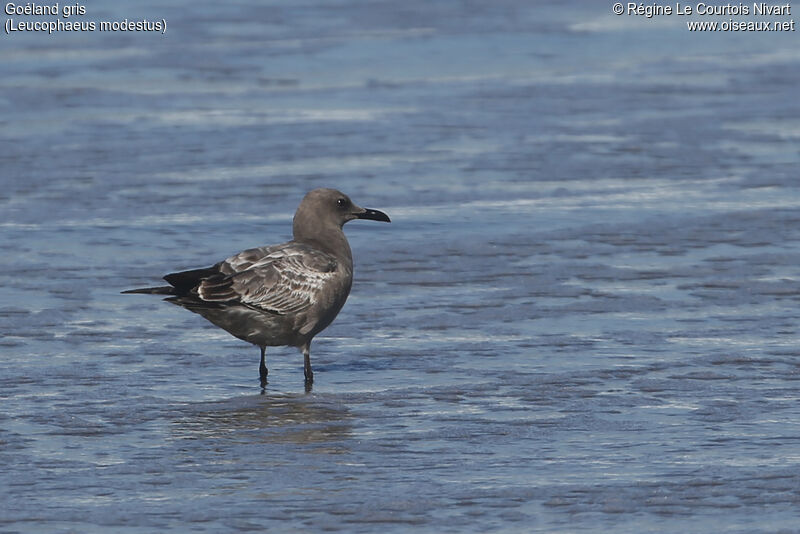 Grey Gull