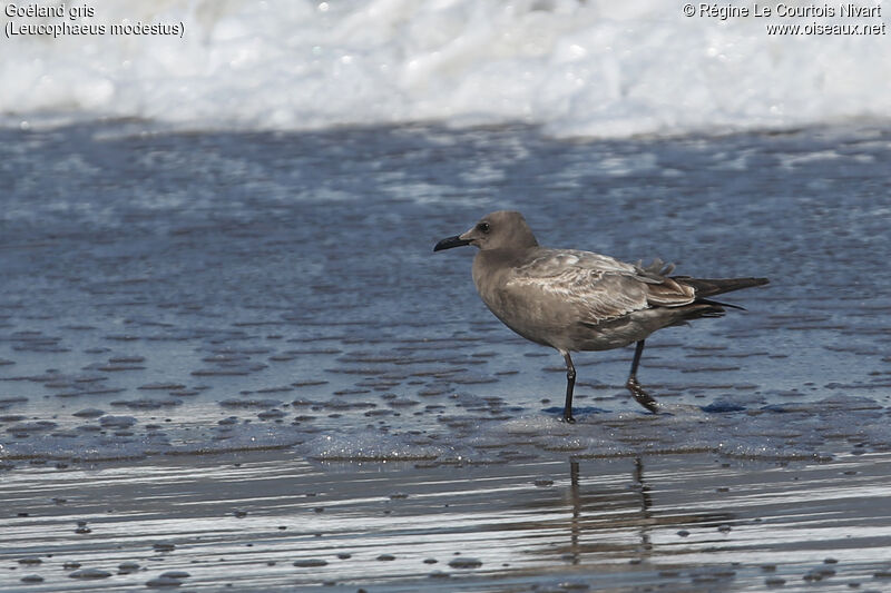 Grey Gull