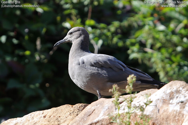 Grey Gull