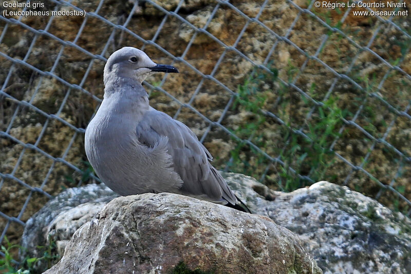 Grey Gull