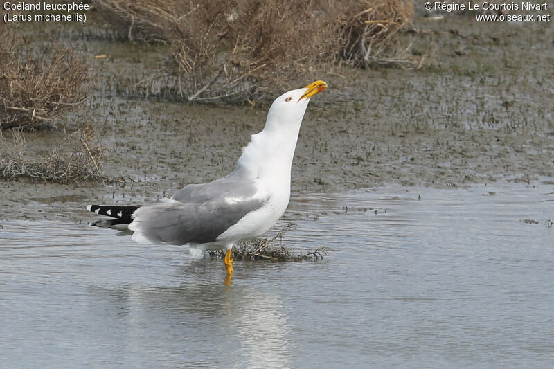 Yellow-legged Gull