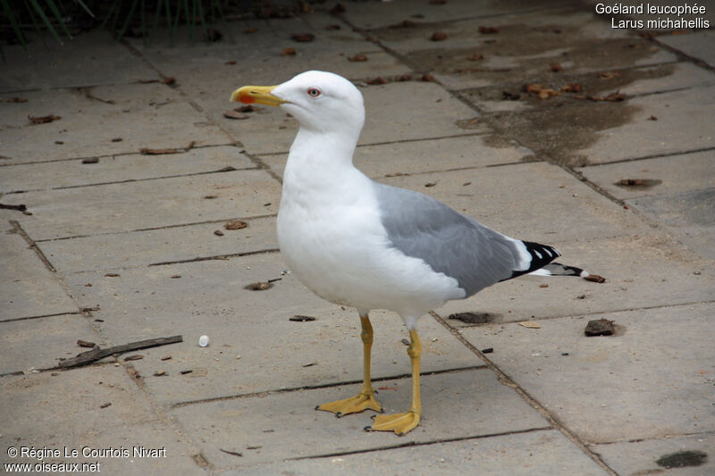 Yellow-legged Gulladult, identification