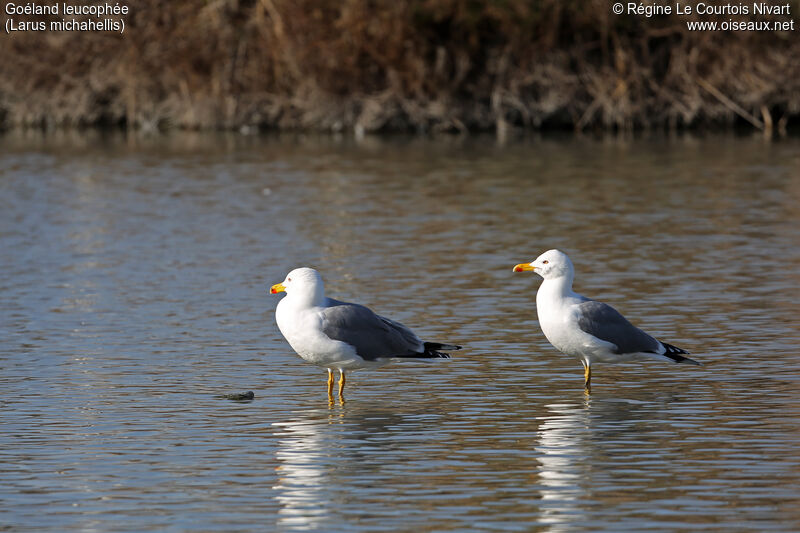 Yellow-legged Gulladult