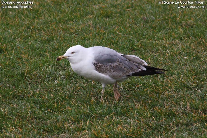 Yellow-legged Gull