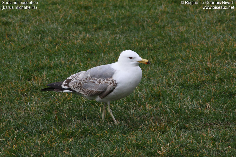 Yellow-legged Gull