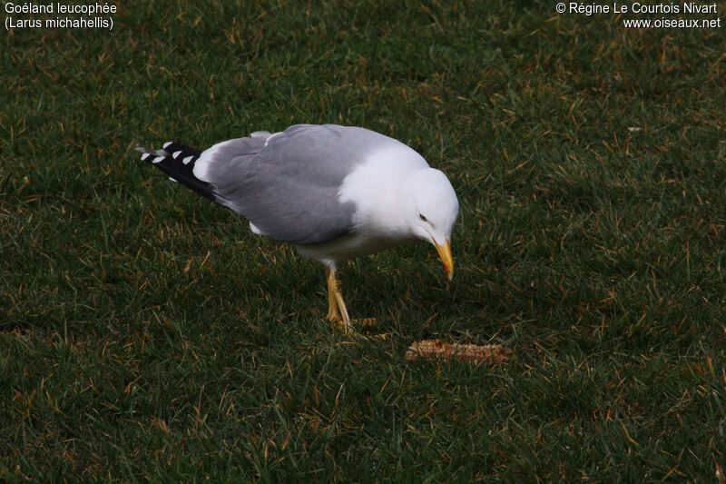 Yellow-legged Gull