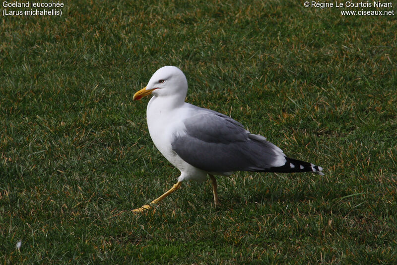 Yellow-legged Gull