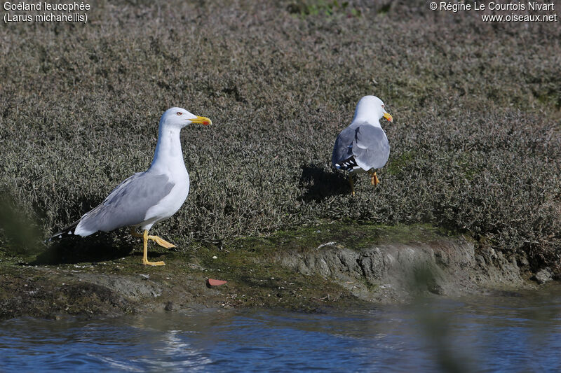 Yellow-legged Gull