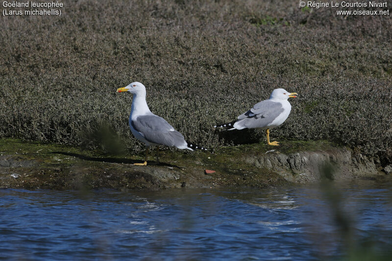 Yellow-legged Gull