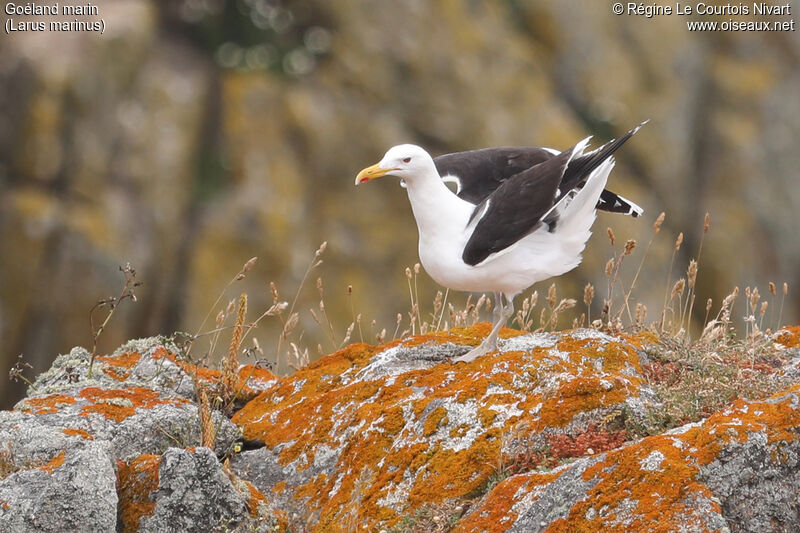 Great Black-backed Gull