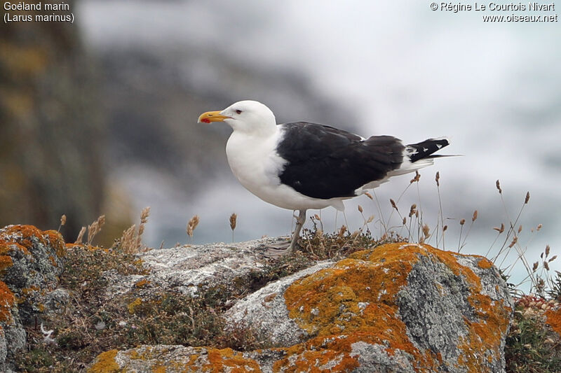 Great Black-backed Gull