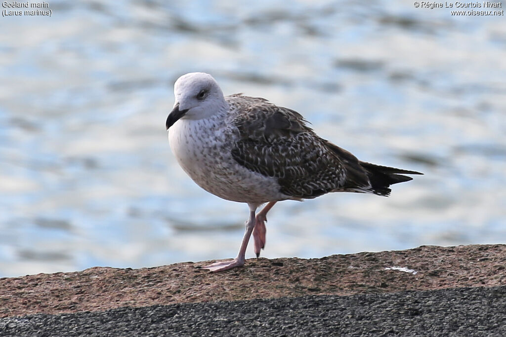 Goéland marinimmature