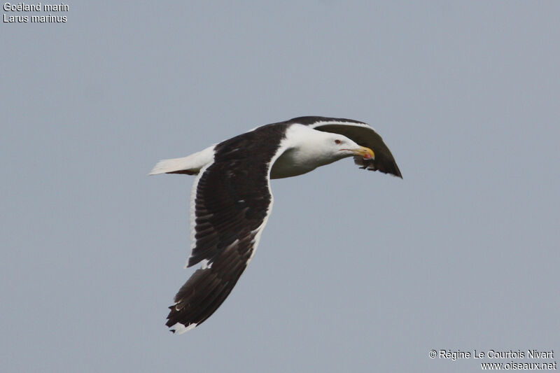 Great Black-backed Gull