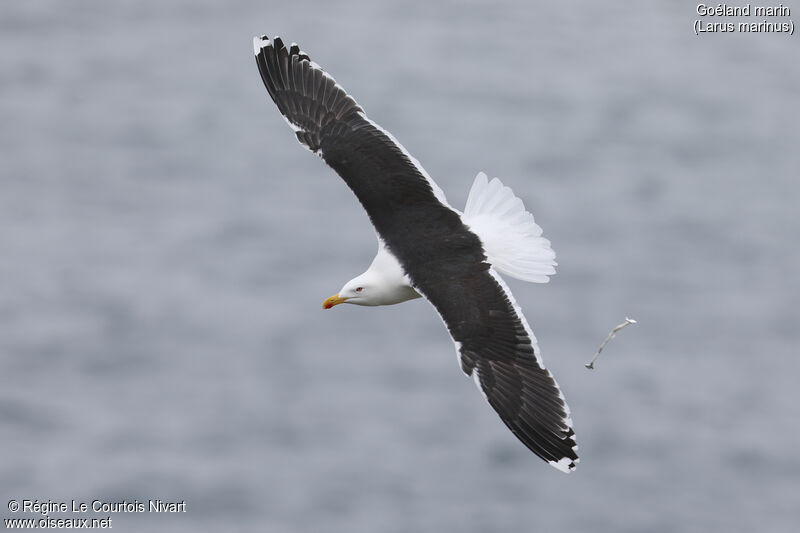 Great Black-backed Gull