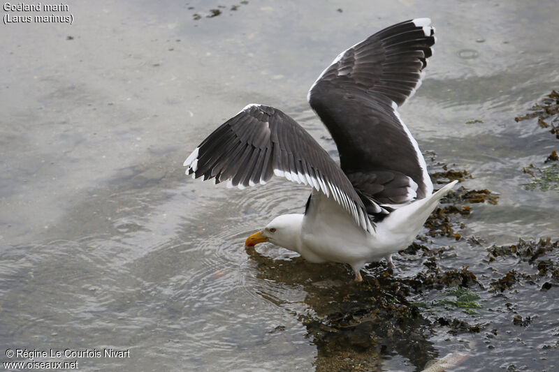 Great Black-backed Gull