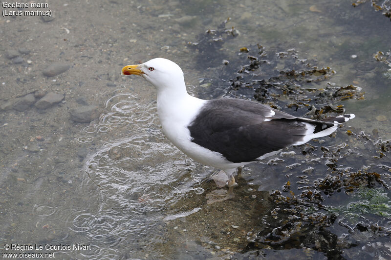 Great Black-backed Gull