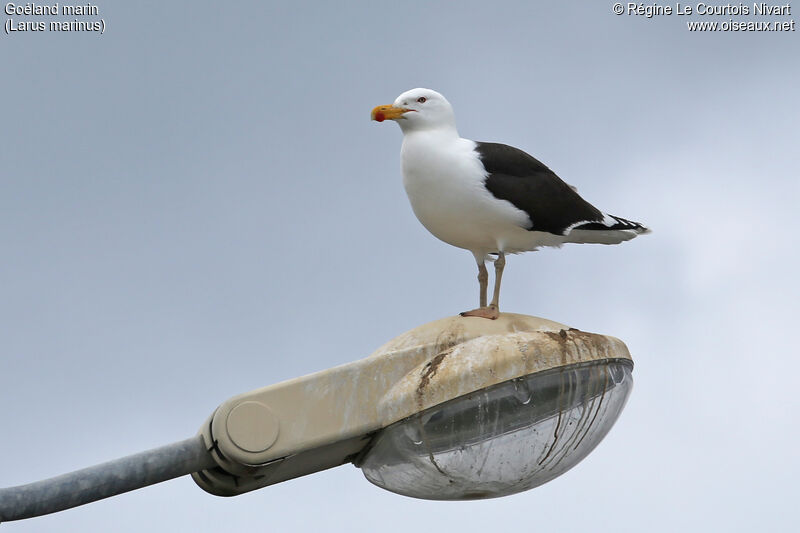 Great Black-backed Gull