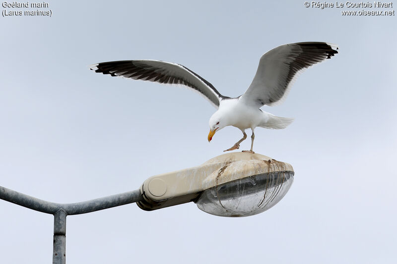 Great Black-backed Gull